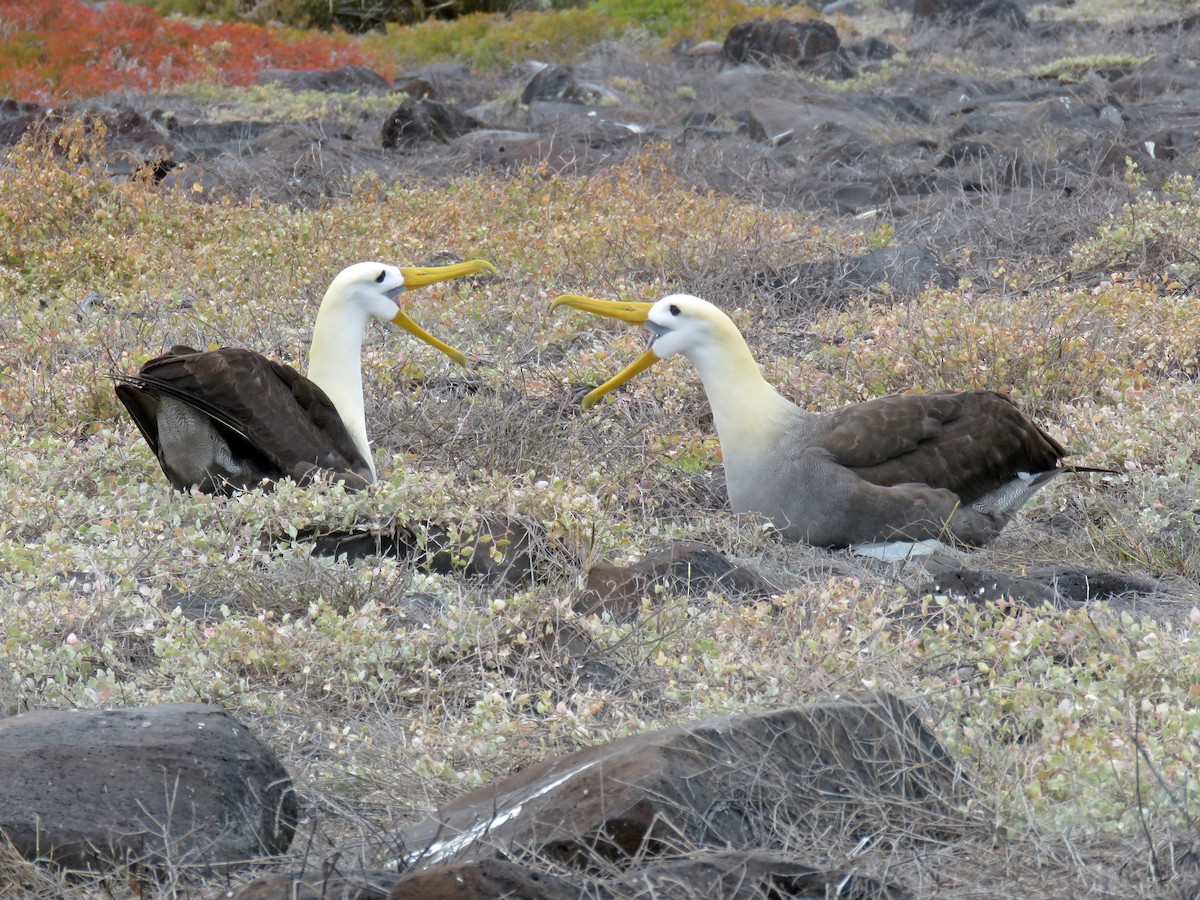 Waved Albatross - ML645423050