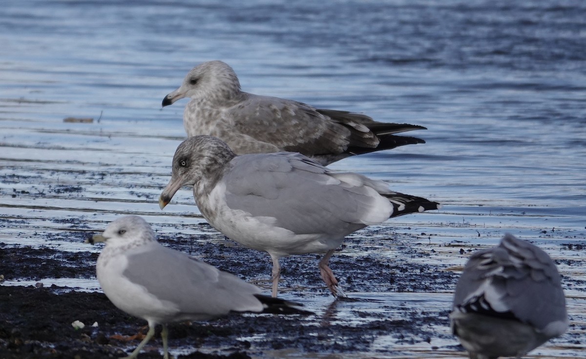 American Herring Gull - ML645423051