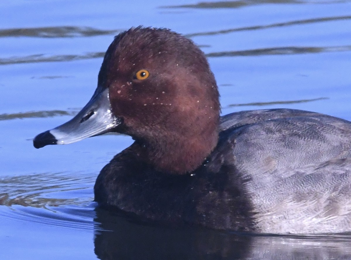 Redhead - ML645423057