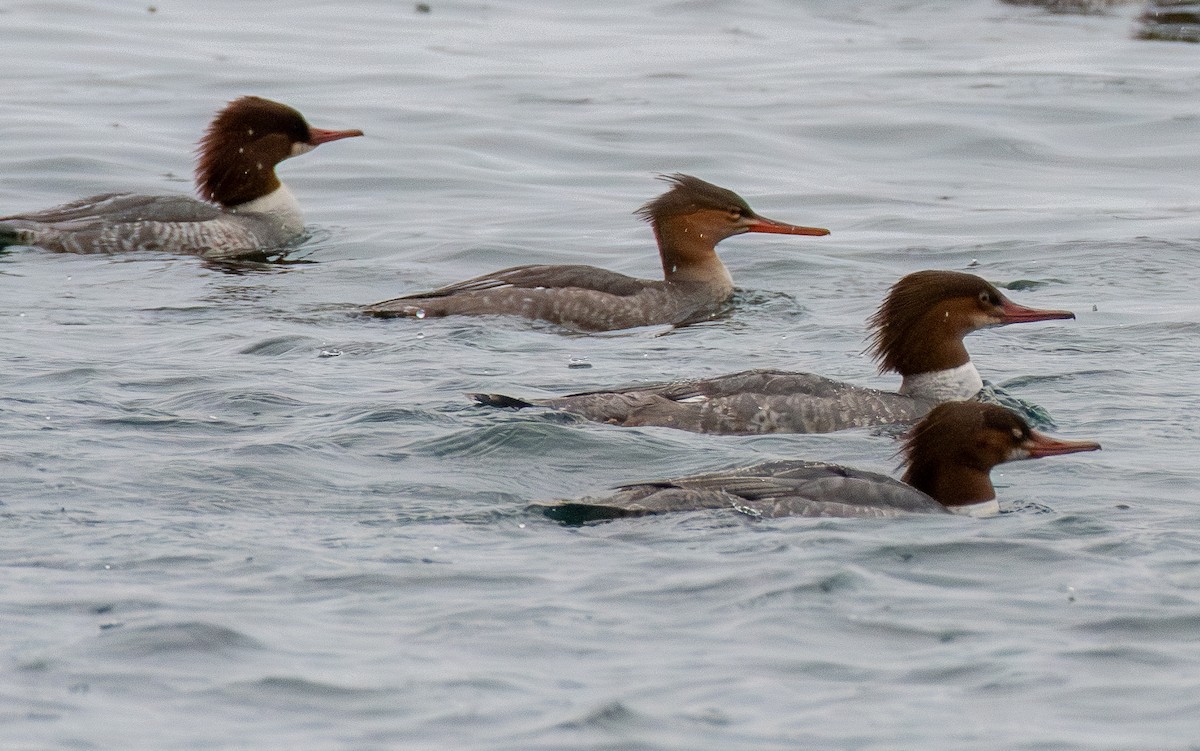 Common Merganser - ML645423058