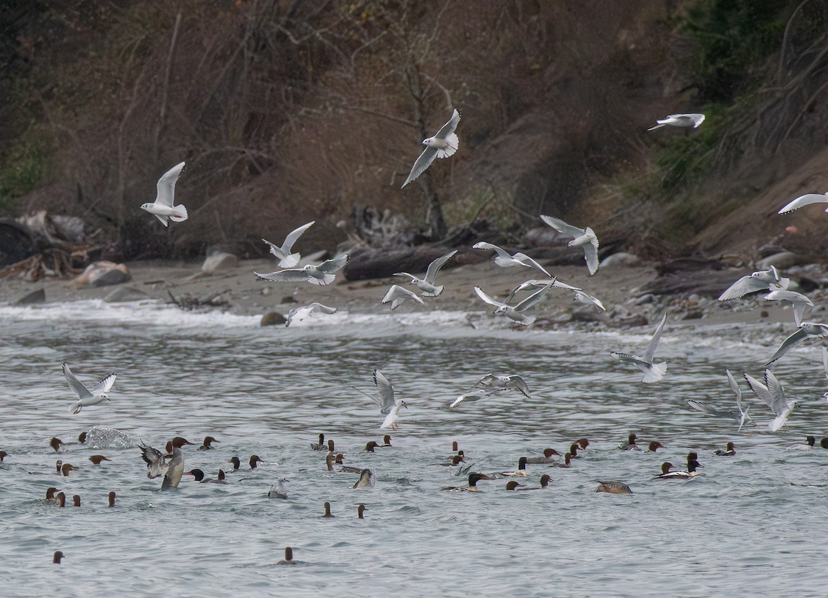 Common Merganser - ML645423059