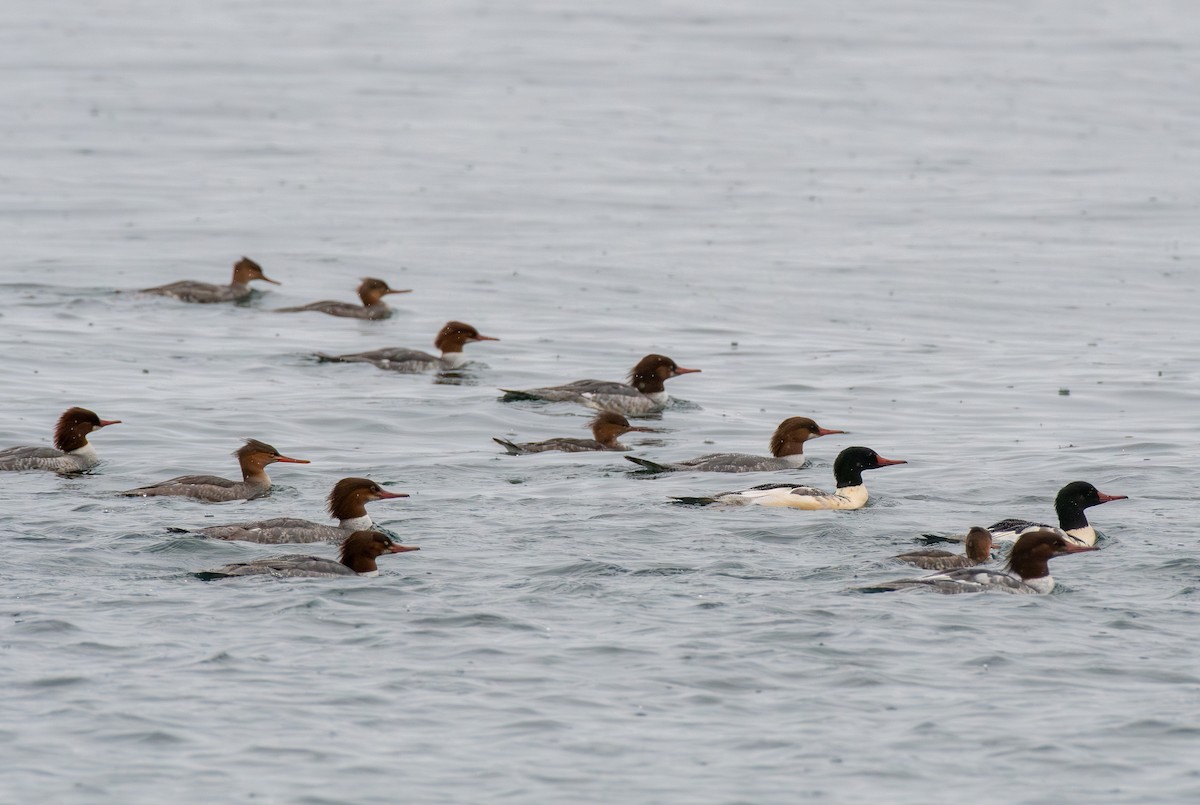 Common Merganser - ML645423060