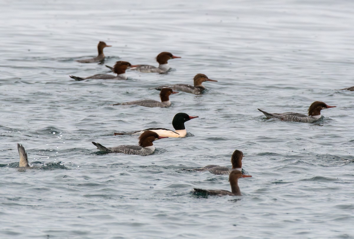 Common Merganser - ML645423061