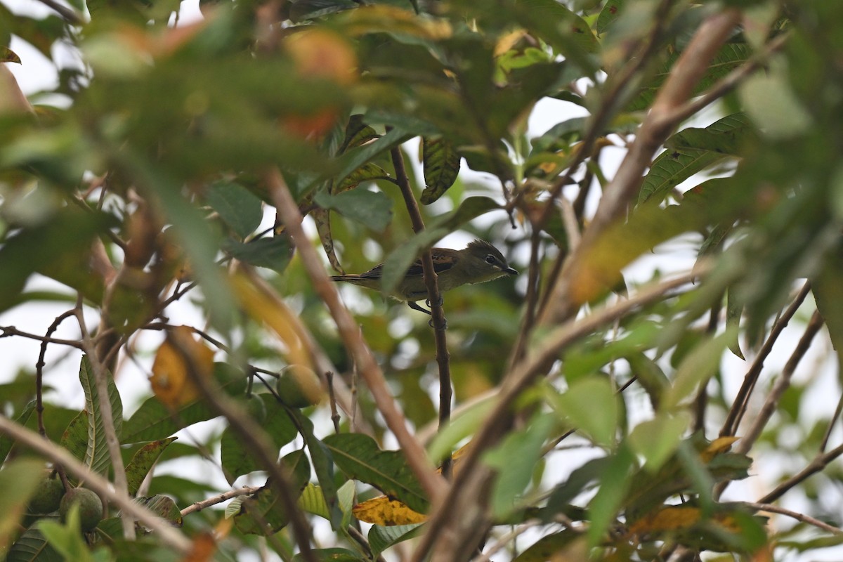 White-winged Becard - ML645423063