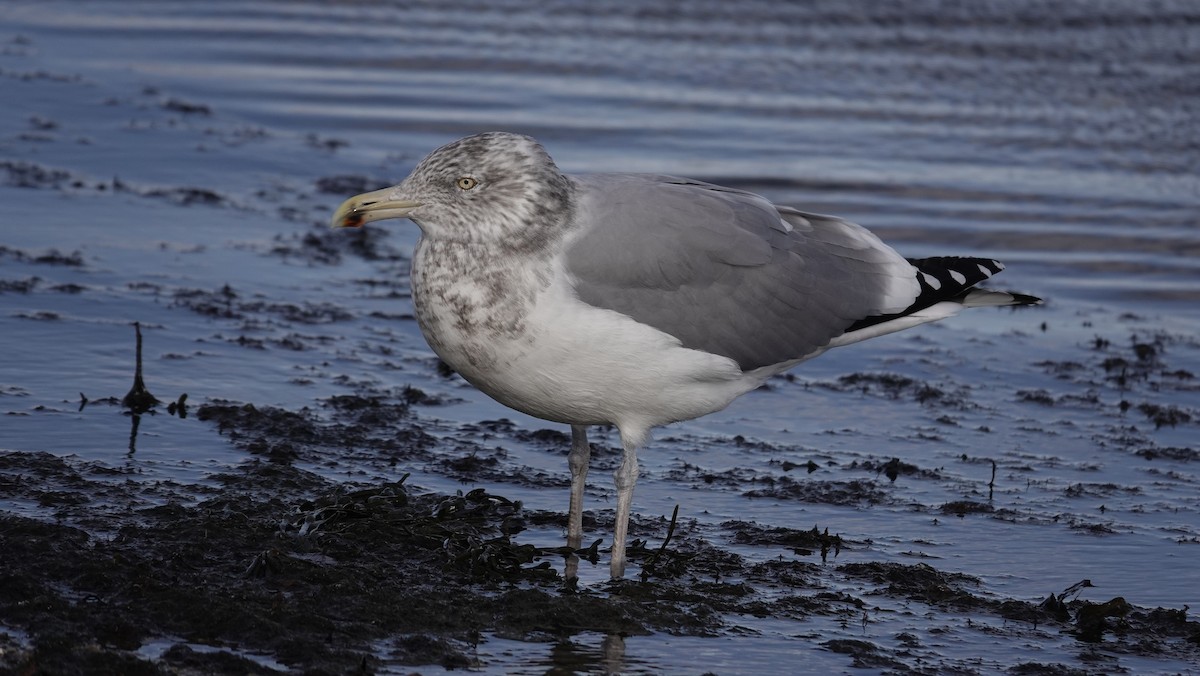 American Herring Gull - ML645423067
