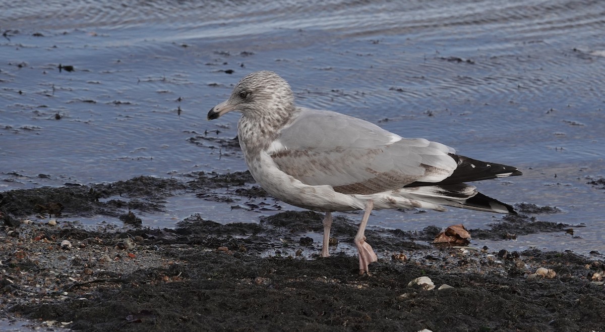 American Herring Gull - ML645423084