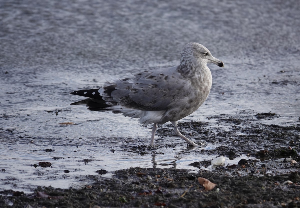 American Herring Gull - ML645423088