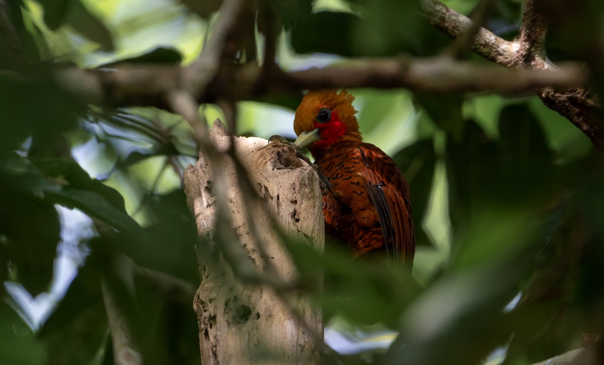 Kestane Renkli Ağaçkakan - ML645423096