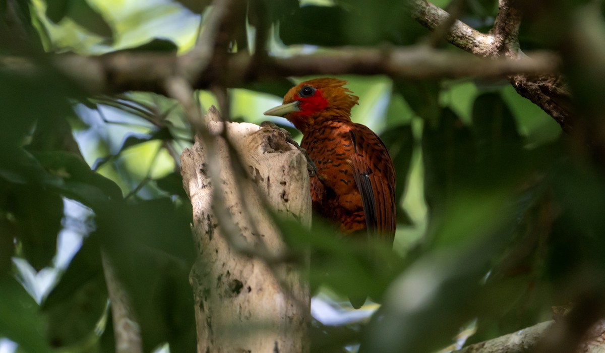 Kestane Renkli Ağaçkakan - ML645423097