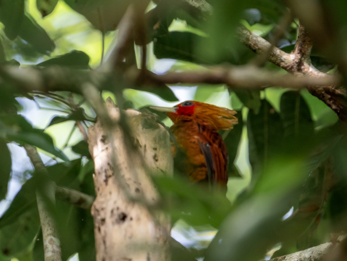 Kestane Renkli Ağaçkakan - ML645423098