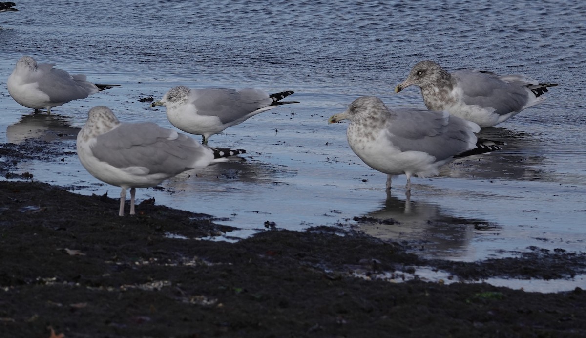 American Herring Gull - ML645423099