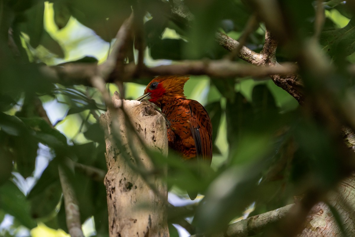 Kestane Renkli Ağaçkakan - ML645423100