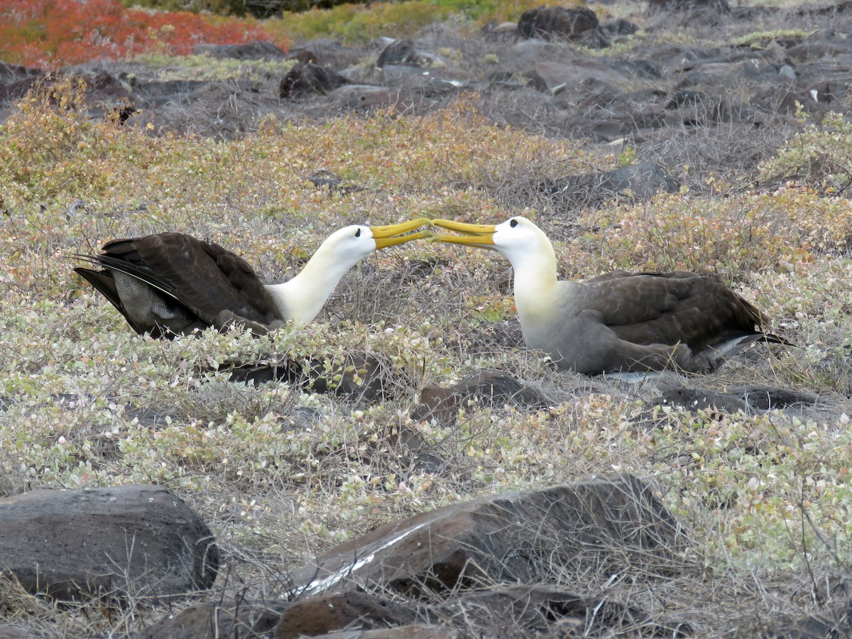 Waved Albatross - ML645423101