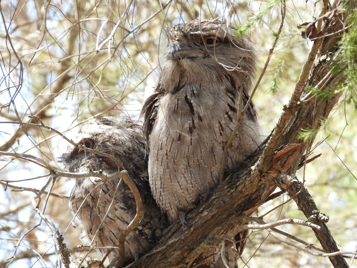 Tawny Frogmouth - ML645423104