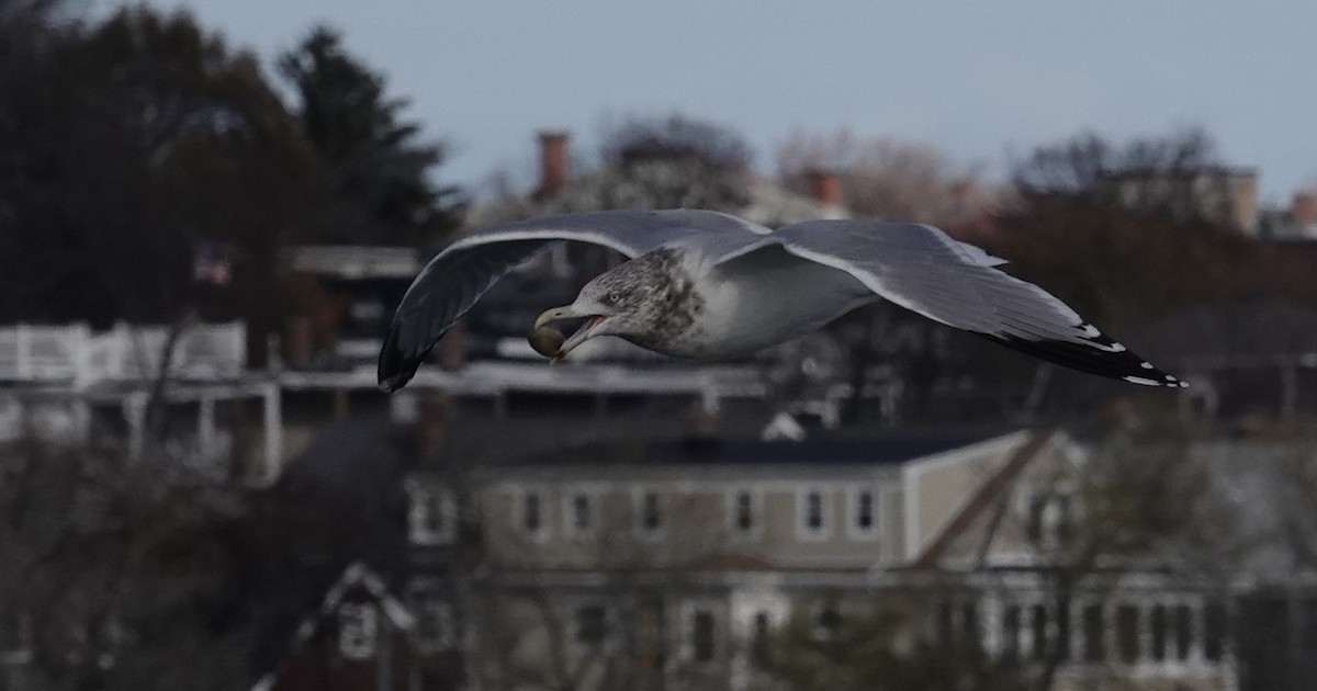 American Herring Gull - ML645423106