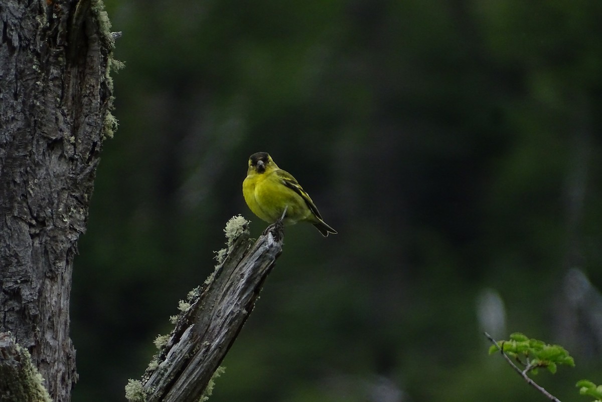 Black-chinned Siskin - ML645423117