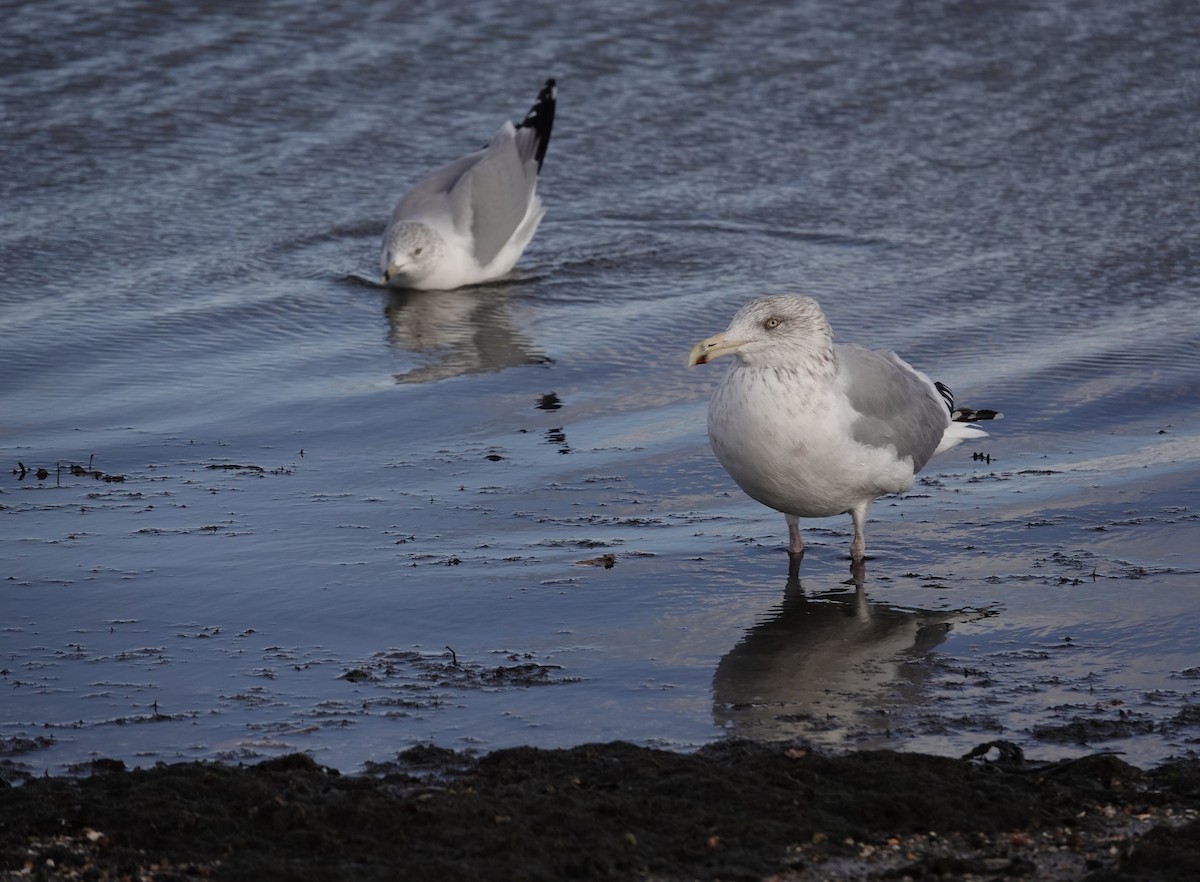 American Herring Gull - ML645423120