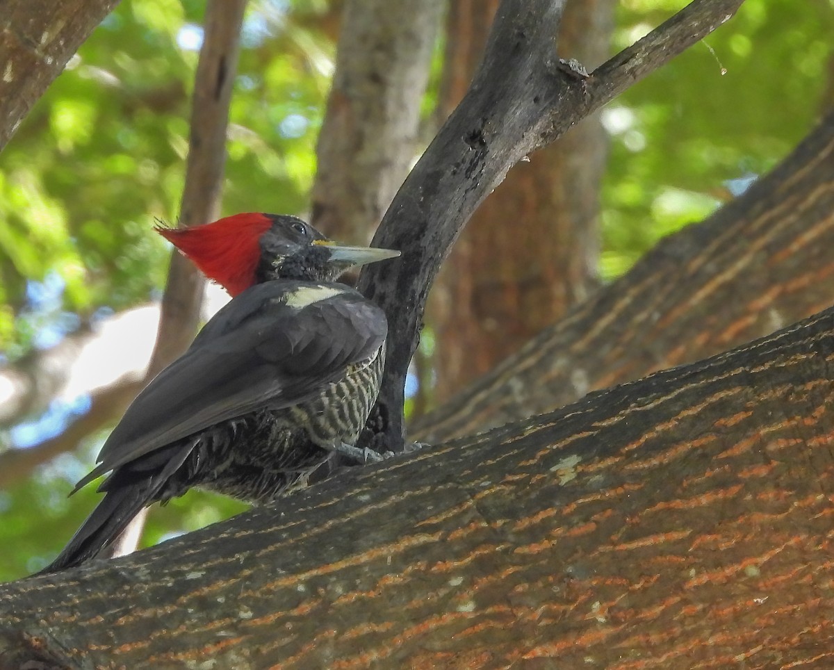 Pic ouentou - ML645423122