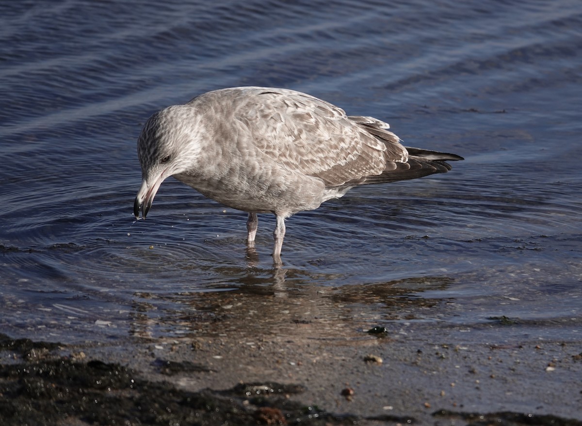 American Herring Gull - ML645423124