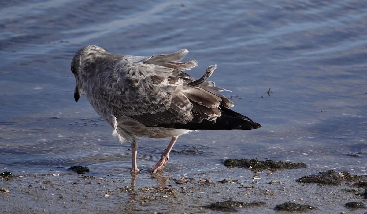 American Herring Gull - ML645423125