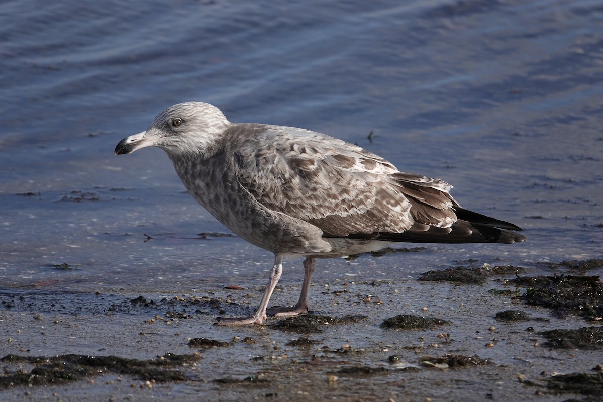 American Herring Gull - ML645423131
