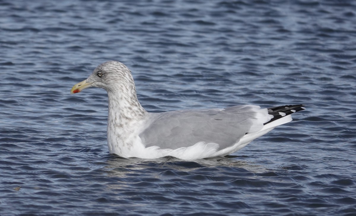 American Herring Gull - ML645423138