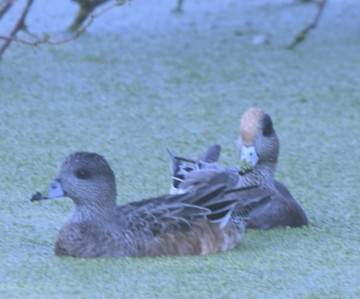 Fischione americano - ML645423141