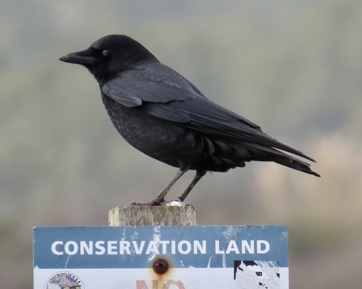 American Crow - ML645423142