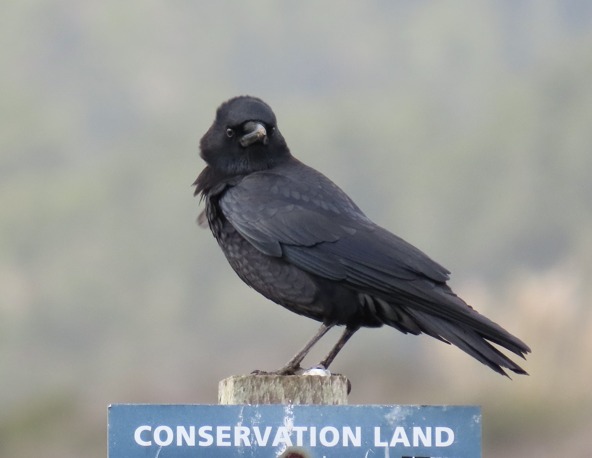 American Crow - ML645423143