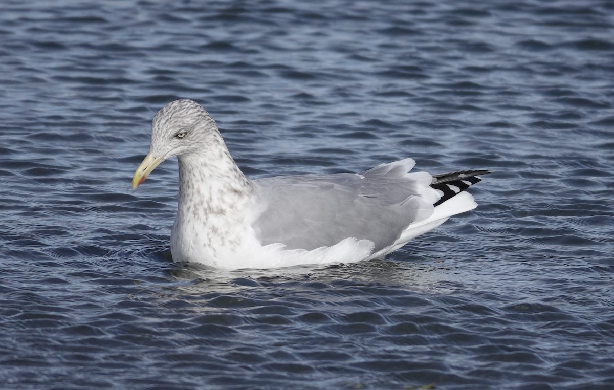 American Herring Gull - ML645423148