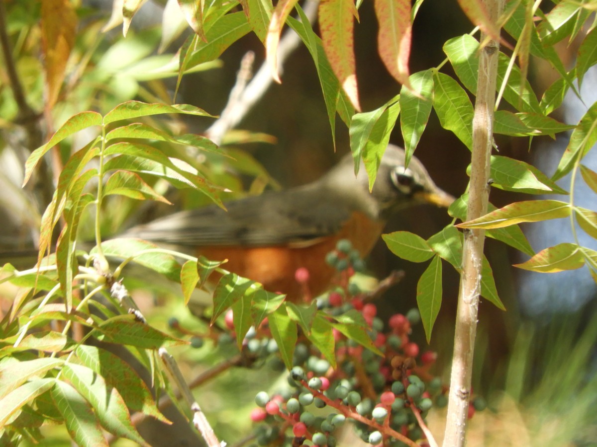 Дрізд мандрівний - ML645423154