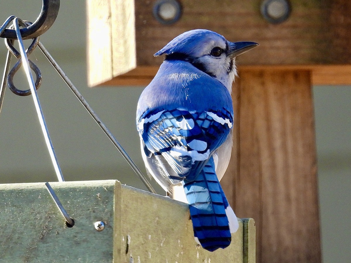 Blue Jay - ML645423156