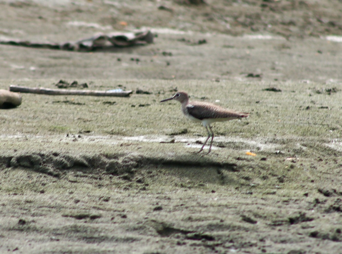 Solitary Sandpiper - ML645423160
