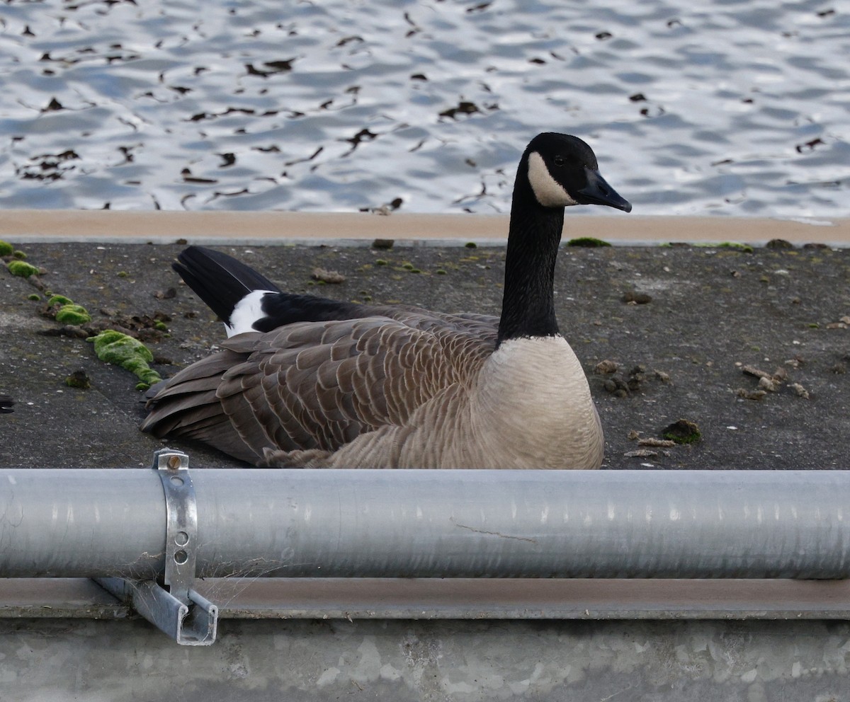 Canada Goose - ML645423161