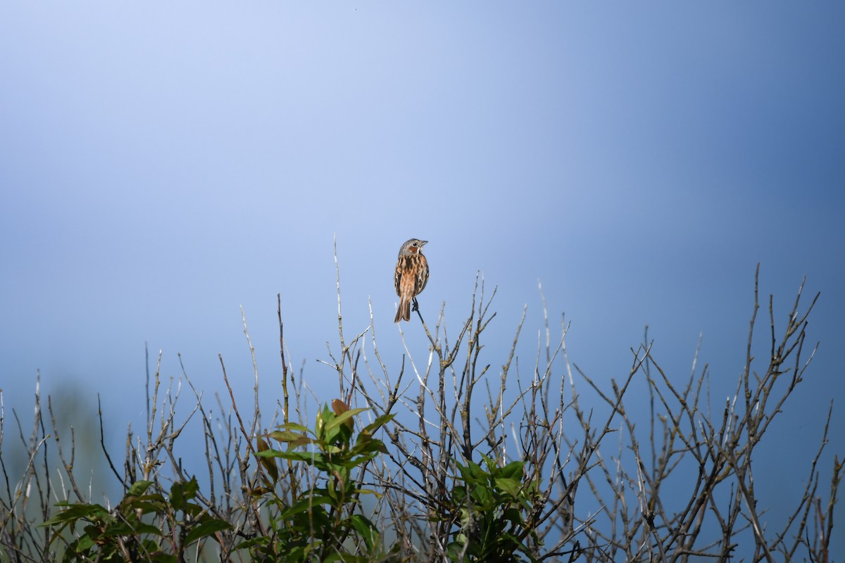 Chestnut-eared Bunting - ML645423162