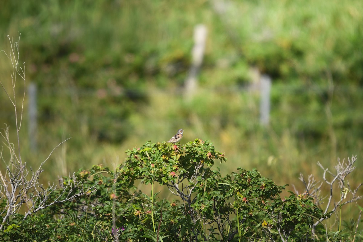 Chestnut-eared Bunting - ML645423163