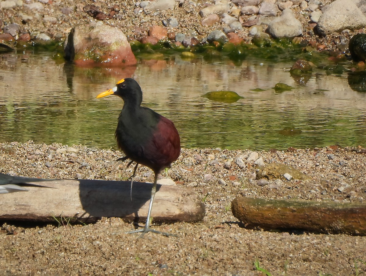 Northern Jacana - ML645423164