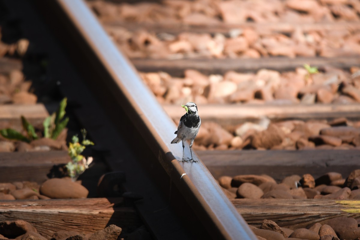 White Wagtail - ML645423165