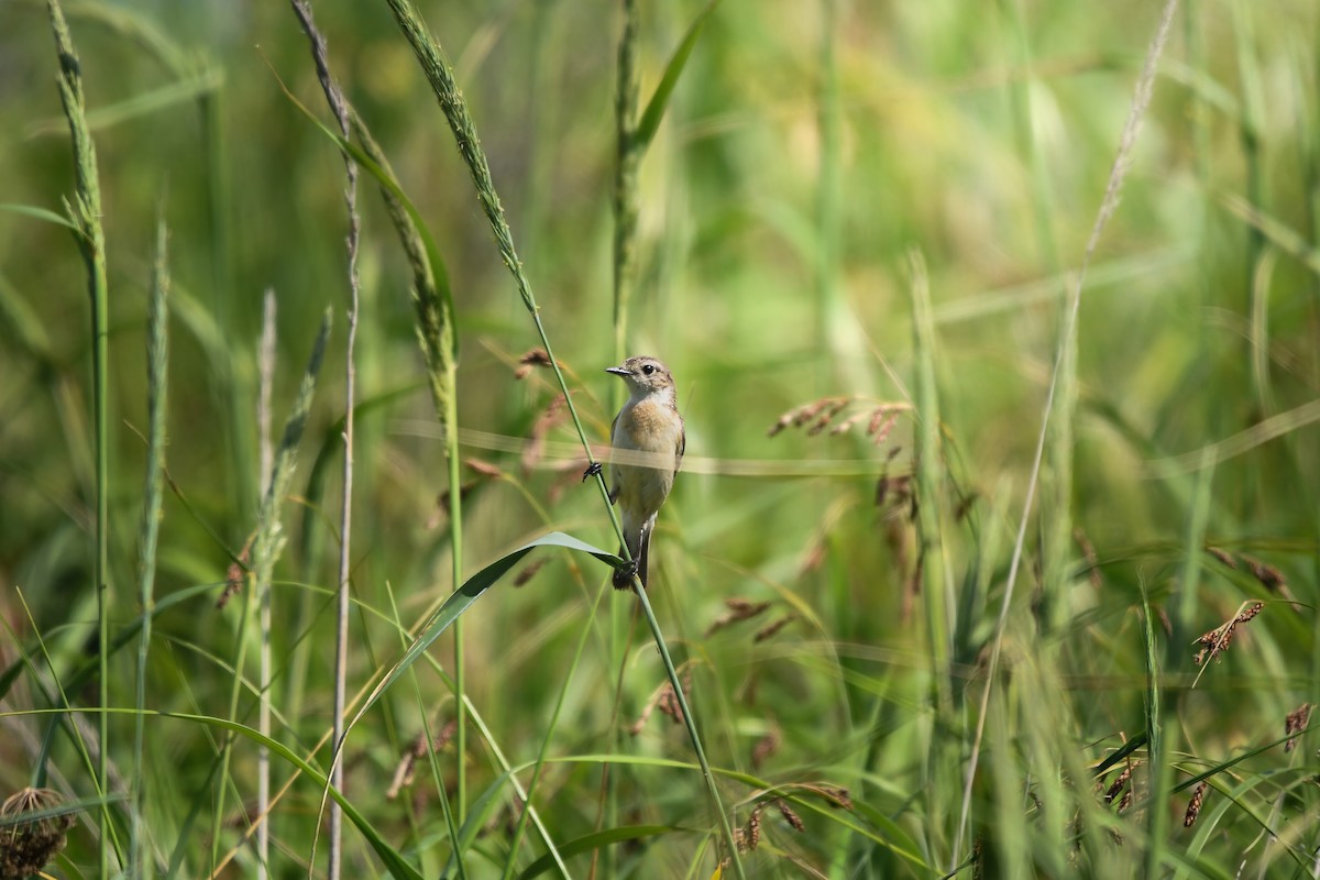 Amur Stonechat - ML645423173
