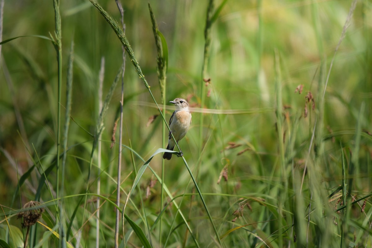 Amur Stonechat - ML645423174