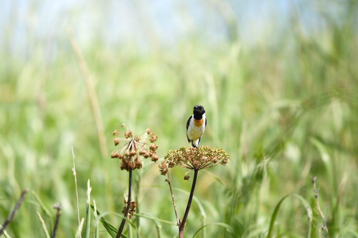Amur Stonechat - ML645423175