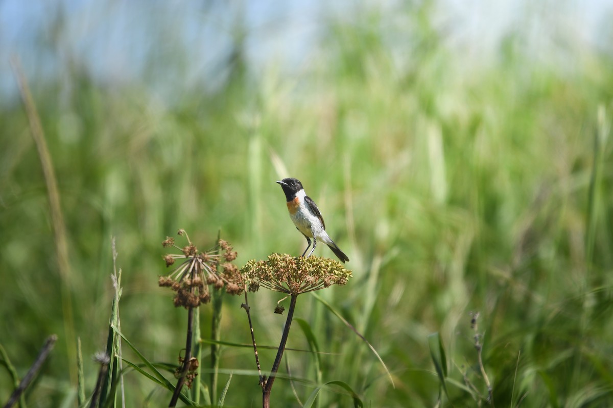Amur Stonechat - ML645423176