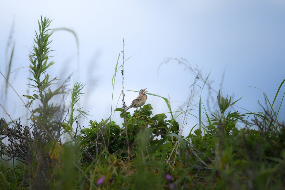 Chestnut-eared Bunting - ML645423179