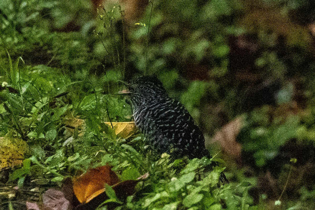 Barred Antshrike - ML645423180
