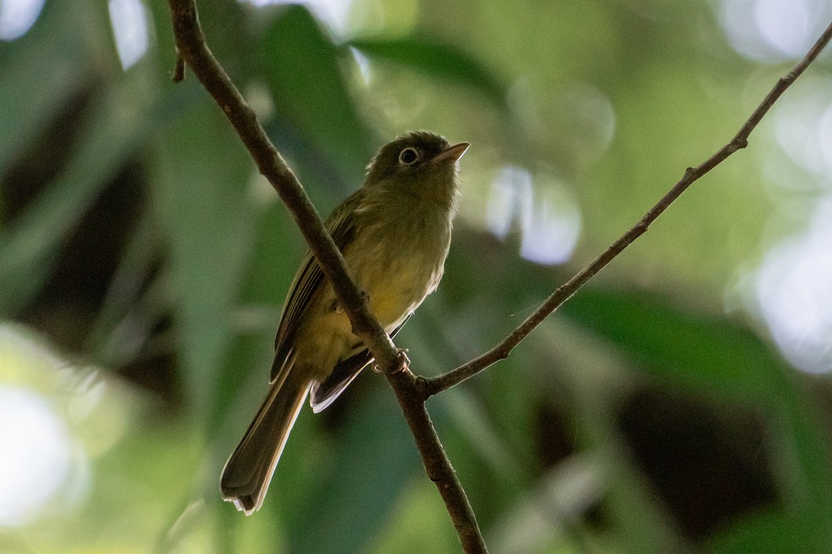 Eye-ringed Flatbill - ML645423187