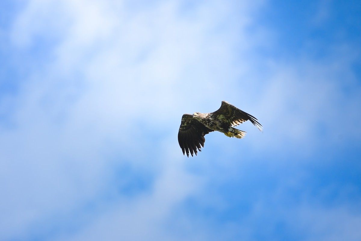 White-tailed Eagle - ML645423188