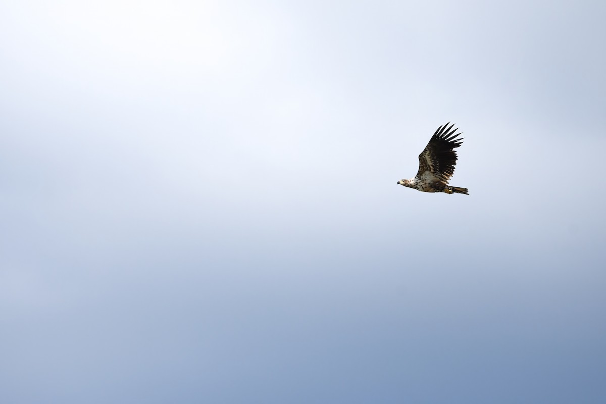 White-tailed Eagle - ML645423189
