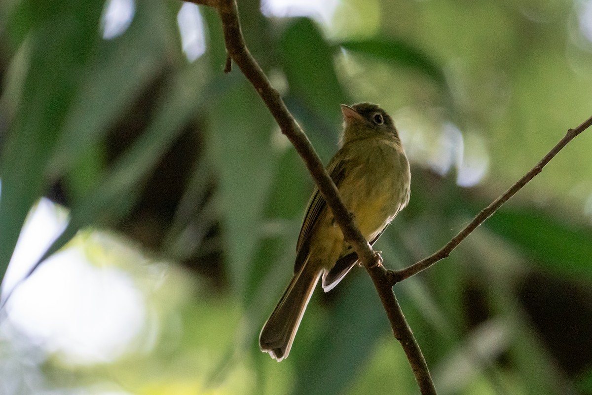 Eye-ringed Flatbill - ML645423190