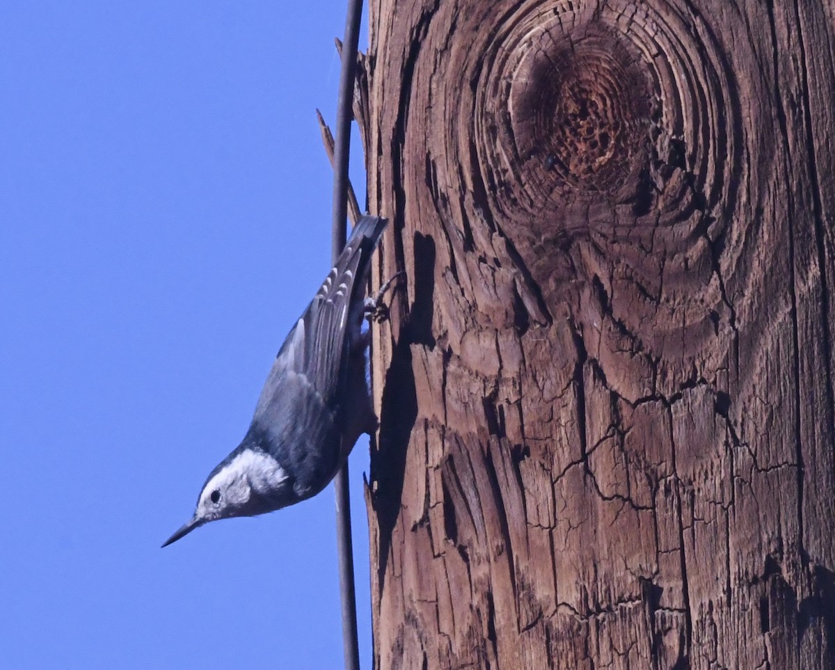 Sittelle à poitrine blanche (groupe lagunae) - ML645423191