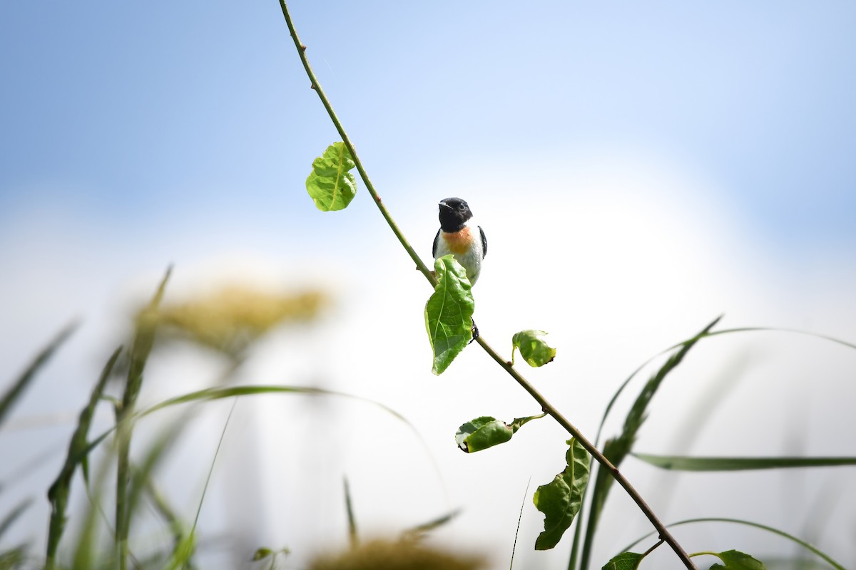 Amur Stonechat - ML645423192
